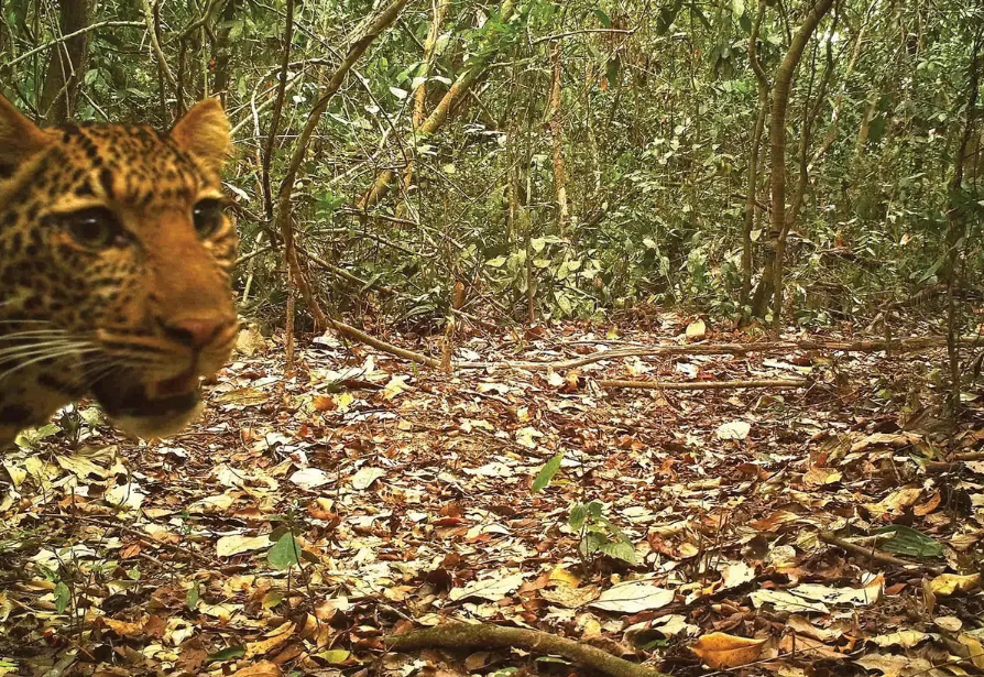 Chinko Nature Reserve, Eastern CAR, Central African Republic